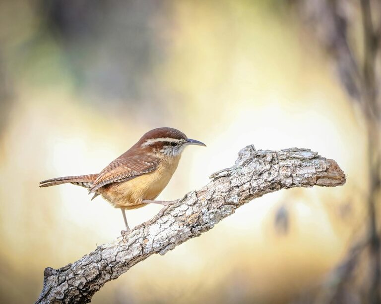Beginner Tips for Backyard Birdwatching: A Simple Guide to Enjoy Nature